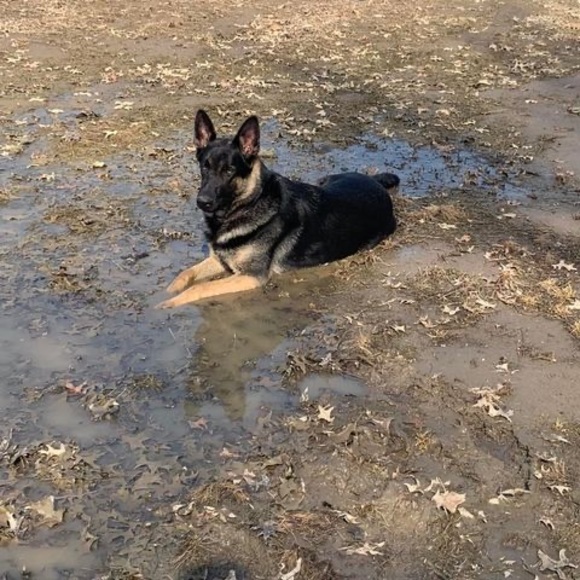 Meet your Posher, Scott - Picture 1 of 1